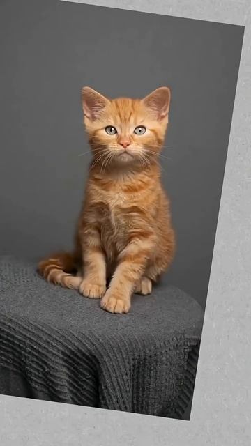 Что происходит с глазами котенка в первый год жизни?  #факты #животные