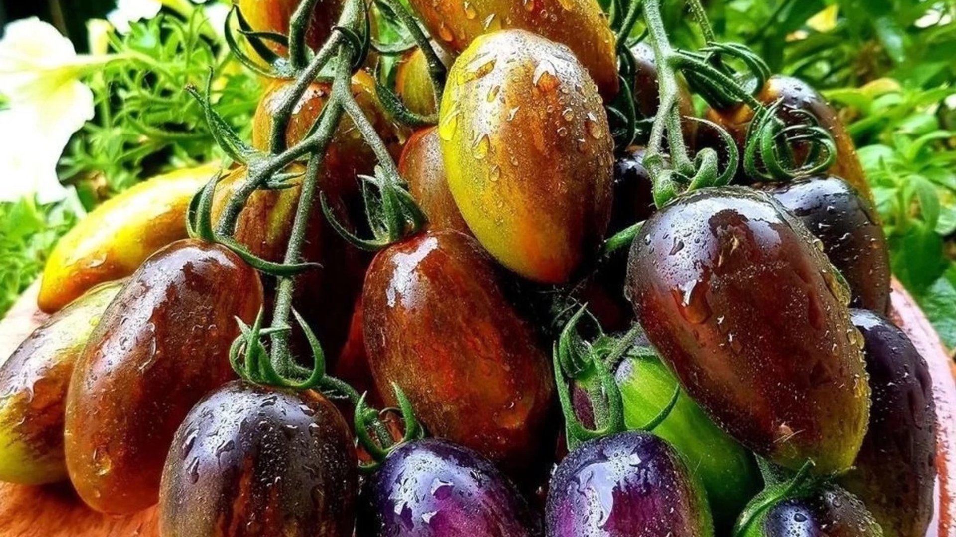 🏡 Огородно тепличный Vlog. Обзор томатов. Обзор цветов. Сбор семян. смотреть онлайн