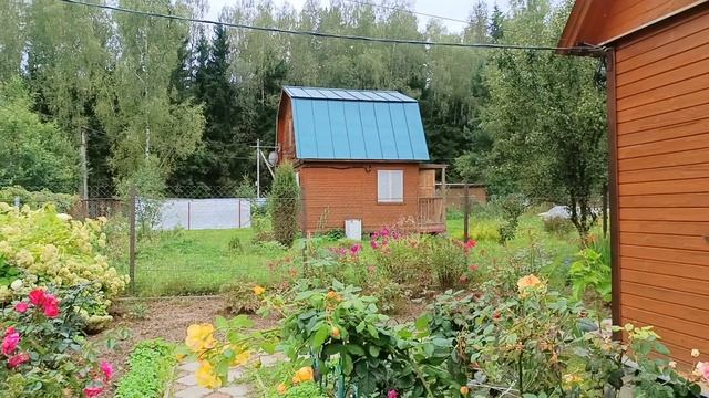 Влог. Дачные выходные.Розариум в конце августа. смотреть онлайн