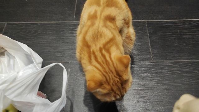 Симбульке гостинцы от жениха😸🐱 смотреть онлайн