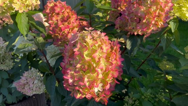 Нереальной красоты метельчатая гортензия Металлика (Hydrangea Metallica) смотреть онлайн