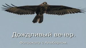 Фотоохота с Альбертом. Дождливый вечер.