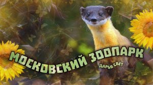 Харза, или желтогрудая куница. Симпатичный маленький хищник. Московский зоопарк. Лето 2025