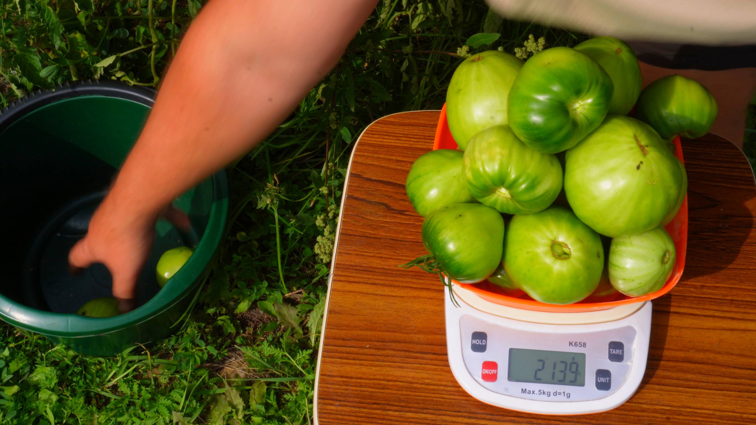 СКОЛЬКО КИЛОГРАММ ПОМИДОР С КУСТА ДАЛА ЗАМОРОЖЕННАЯ РАССАДА КАК СПАСТИ ПОМИДОРЫ ПОСЛЕ ЗАМОРОЗКОВ смотреть онлайн