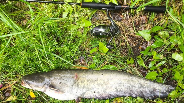 Рыбалка на канале имени Москвы.СОМ НА СПИННИНГ. Подборка поимок. Часть 2.