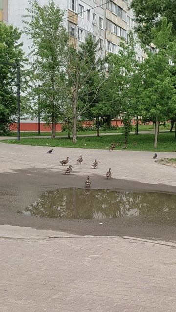 Кряквы бывают -Кубяковские
