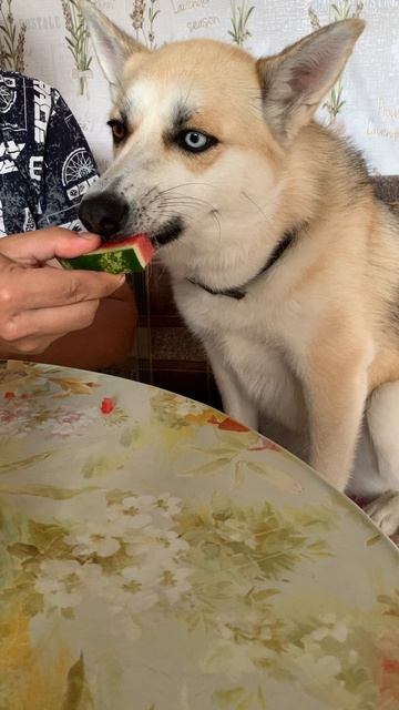 Сезон арбузов #хаски #щенок #собака #домашниеживотные #БрюликиЛиска #dog смотреть онлайн