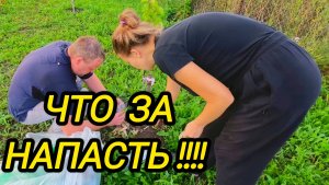 КУПИЛИ ДОМ В ДЕРЕВНЕ | ЧТО ЗА НАПАСТЬ |  Дом в деревне | Деревенские будни