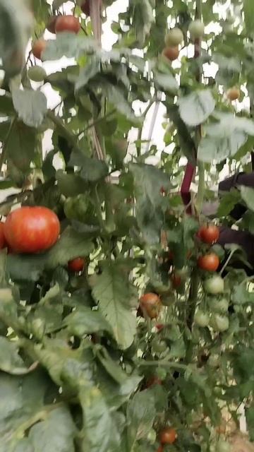 "Чёрный принц" любимая помидора Иры. 23.08.2025 смотреть онлайн