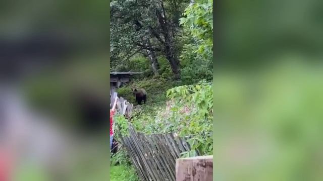 Медведь в окрестностях села Элекмонар смотреть онлайн