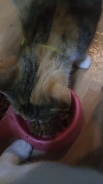 Баттл Perfect fit & AlfaPet смотреть онлайн