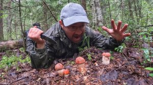 ГРИБНИК НАПАЛ НА СЛЕД ОЧЕНЬ КРАСИВЫХ ГРИБОВ | ЭТИ  НАХОДКИ БУДОРАЖАТ ДУШУ ГРИБНИКА | ГРИБЫ 2025