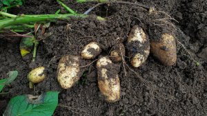 Посадили картофель в конце июня. Показываю результат