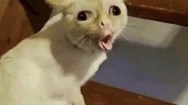 смешное видео часть 2 смотреть онлайн