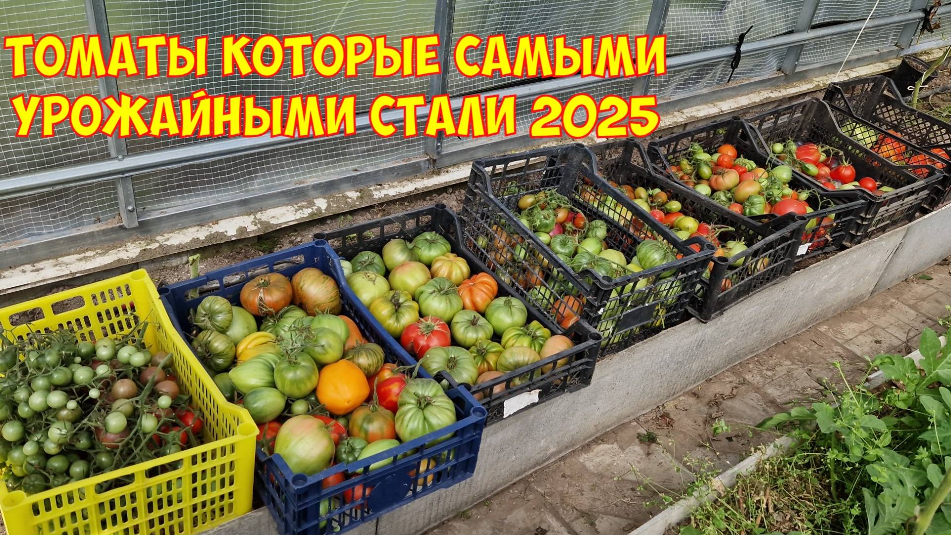 Огород в августе. Урожаю грех такому не радоваться! Уборка томатов в теплице. смотреть онлайн