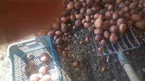 Приспособление для Сортировки картофеля.