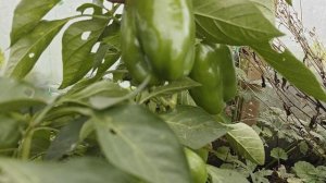 О пользе вермигумуса для рассады: количество плодов и их размер на сладких перцах на 25 августа