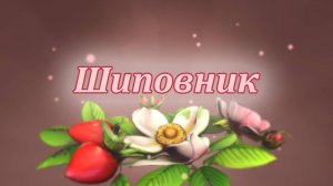 Шиповник — целебная сила природы