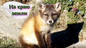 Заповедник Остров Врангеля