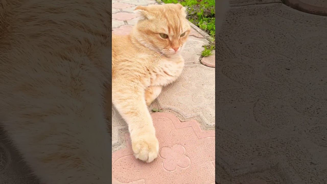 #цитатыосмысле #мурзик #cat #shorty #цитатыпрожизнь #цитатыизкниг