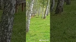 горный алтай