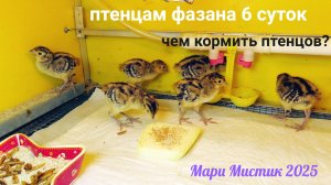 Птенцам фазана 6 дней 25.08.25 #охотничий_фазан ЧЕМ КОРМИТЬ ПТЕНЦОВ ?