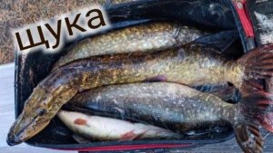 Рыбалка на Ладожском озере ЩКУА ОКУНЬ