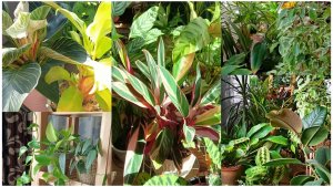 Возвращение цветов с летних каникул.