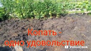 Картошку убрали