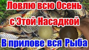 Работают Лучше всех Насадки для Рыбалки Осенью. На что ловить рыбу Осенью Карася Карпа Плотву