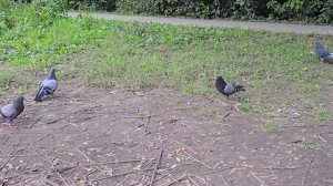 Крыса и голуби