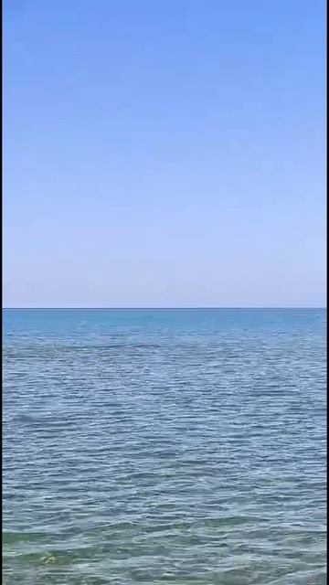 Дельфины резвятся у берега моря