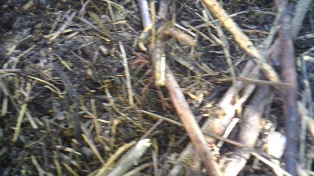 Обзор разобранной годичной непополняемой компостной кучи