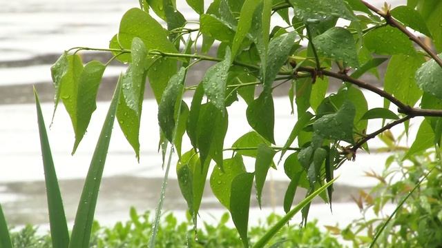 Дождь смотреть онлайн