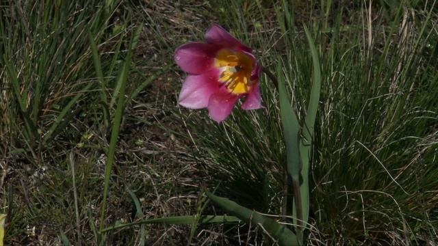 Дикие тюльпаны смотреть онлайн