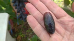 Виноград Рембо