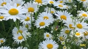 Истории из жизни аудио рассказы слушать бесплатно - Как начать жизнь с чистого листа...