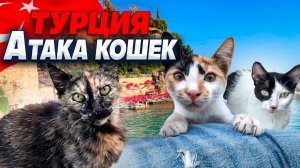 Анталья 2024. Атака кошек. Запускал дрон там, где нельзя!