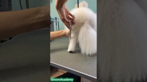 Стрижка лапки шпица: с чего начать?