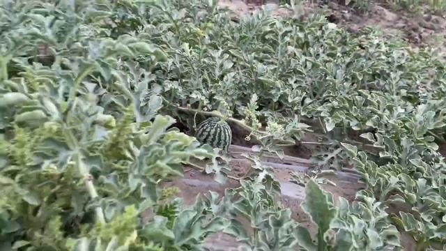 Всемирный день арбуза. смотреть онлайн