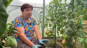 МОЙ ЭКСПЕРИМЕНТ и ОПЫТ С ТОМАТОМ НАСТЕНЬКА, СЕМЕНА АЛТАЯ