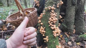 💥СБОР ГРИБОВ в КОНЦЕ АВГУСТА 2025 в ПОДМОСКОВЬЕ👉ОПЯТА ПОЖИРАЮТ ДЕРЕВЬЯ🌧ПОПАЛ ПОД ДОЖДЬ