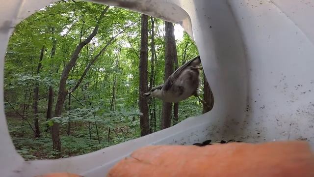 Птица ест из кормушки смотреть онлайн