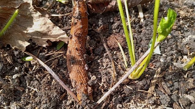 ИСПАНСКИЕ СЛИЗНИ. смотреть онлайн