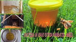 Когда и как правильно качать мед. Что такое забрус и его полезные свойства  Время сбора меда.  #мед