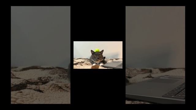 бя бя бя БЯ смотреть онлайн