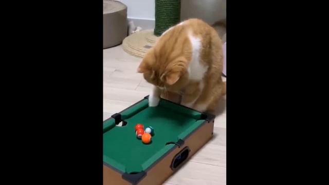 КОМЕДИЯ РОК Кошки не ловят мышей!(( смотреть онлайн