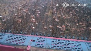 ЖАТКА  для уборки подсолнечника безрядковая НАШ 9.1