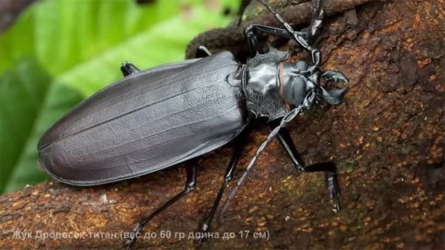 Где живёт один из самых длинных жуков в мире Дровосек-титан (Titan beetle) — Titanus giganteus ?