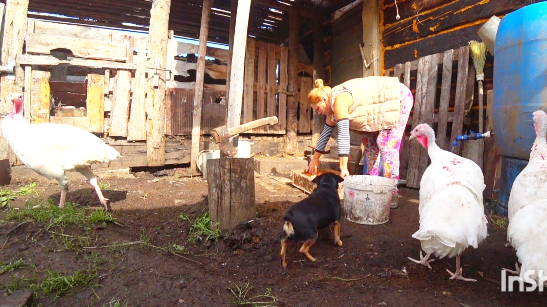 НА ХОЗЯЙСТВЕ.Все рухнуло,пришлось отбиваться,борьба чем травила смотреть онлайн